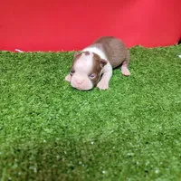 Chocolate and white female 3, a female Boston Terrier for sale in Walnut Grove, MS – Photo 3 of 8