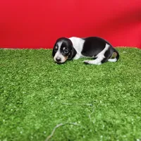 Black and white female , a female Miniature Dachshund for sale in Walnut Grove, MS – 5 of 6