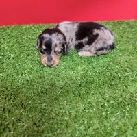 Silver Dapple female 2, a female Miniature Dachshund for sale in Walnut Grove, MS – 2 of 7