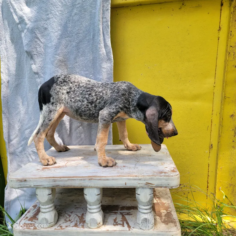 Female 2 – Bluetick Coonhound puppy for sale in Walnut Grove, MS