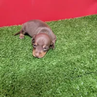 Chocolate and tan female , a female Miniature Dachshund for sale in Walnut Grove, MS – 5 of 8