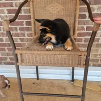 Black-and-tan smooth coat male 2, a male German Shepherd Dog for sale in Walnut Grove, MS – 8 of 10