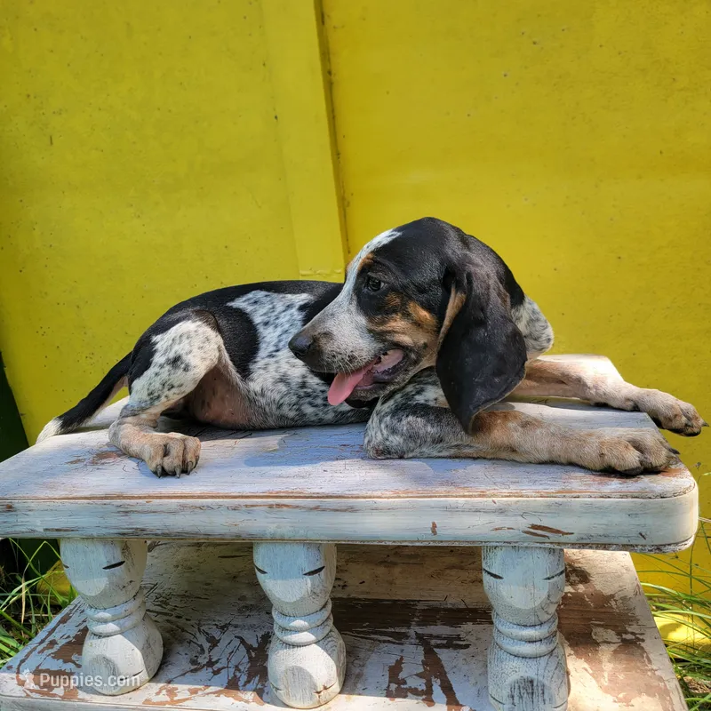 Male 1 – Bluetick Coonhound puppy for sale in Walnut Grove, MS