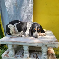 Female 5, a female Bluetick Coonhound for sale in Walnut Grove, MS – 4 of 7
