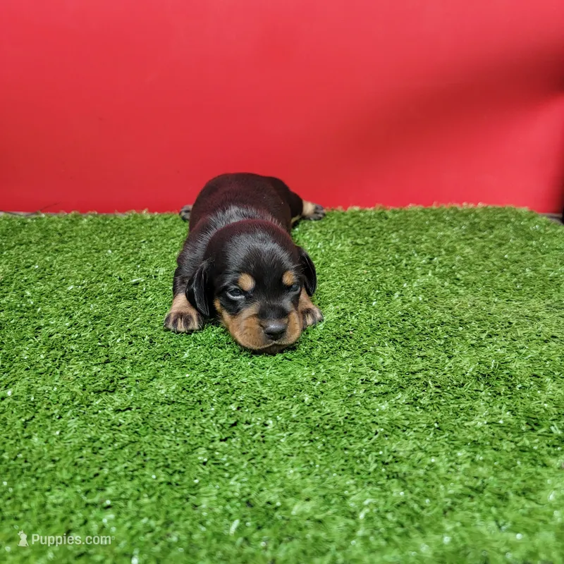 Black and tan female 1 – Miniature Dachshund puppy for sale in Walnut Grove, MS