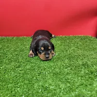 Black and tan female 1, a female Miniature Dachshund for sale in Walnut Grove, MS – 1 of 8