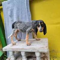 Female 2, a female Bluetick Coonhound for sale in Walnut Grove, MS – 3 of 5