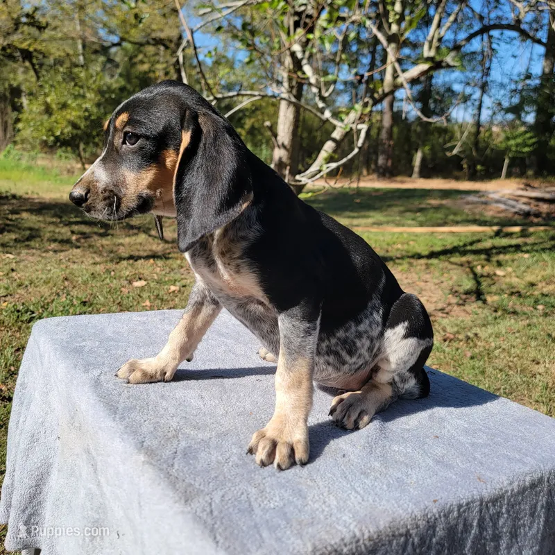 BLUETICK FEMALE 3 – Bluetick Coonhound puppy for sale in Walnut Grove, MS