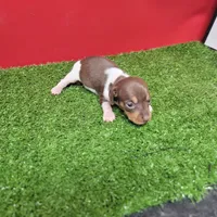 Chocolate and white female , a female Miniature Dachshund for sale in Walnut Grove, MS – 8 of 10