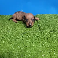 Brown male 1, a male Miniature Dachshund for sale in Walnut Grove, MS – 2 of 7
