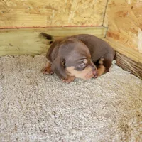Chocolate and tan female , a female Miniature Dachshund for sale in Walnut Grove, MS – 2 of 6