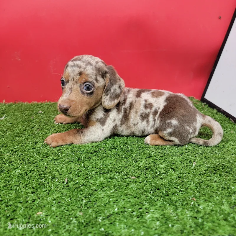 Handsome  – Miniature Dachshund puppy for sale in Walnut Grove, MS