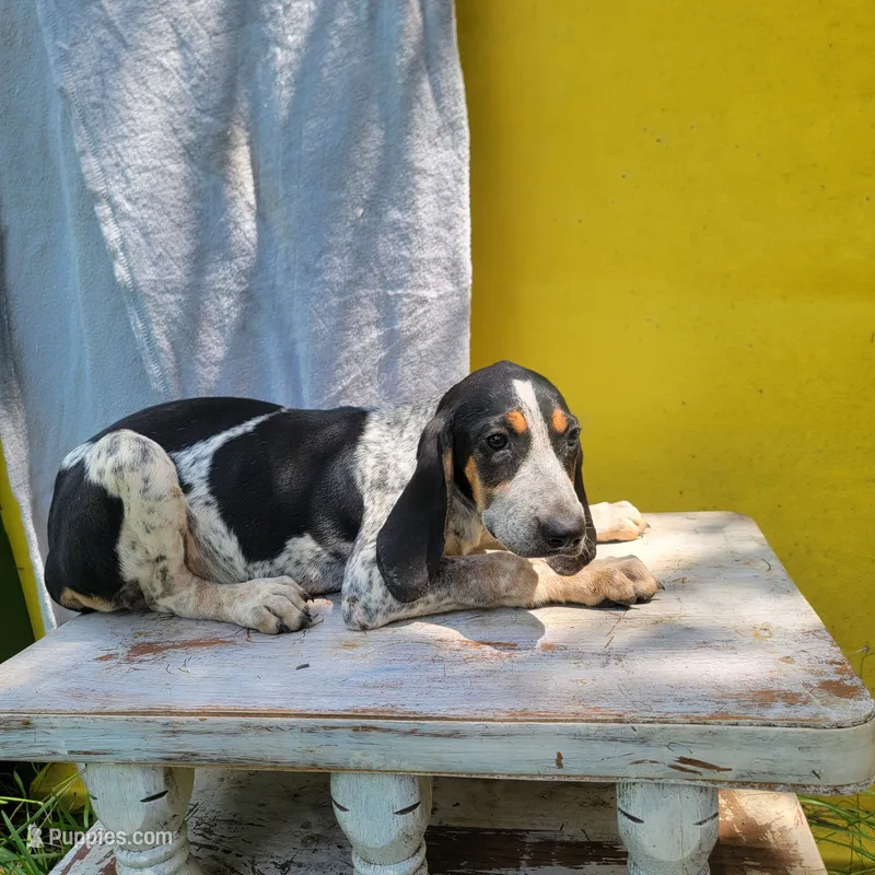 Female 5 – Bluetick Coonhound puppy for sale in Walnut Grove, MS
