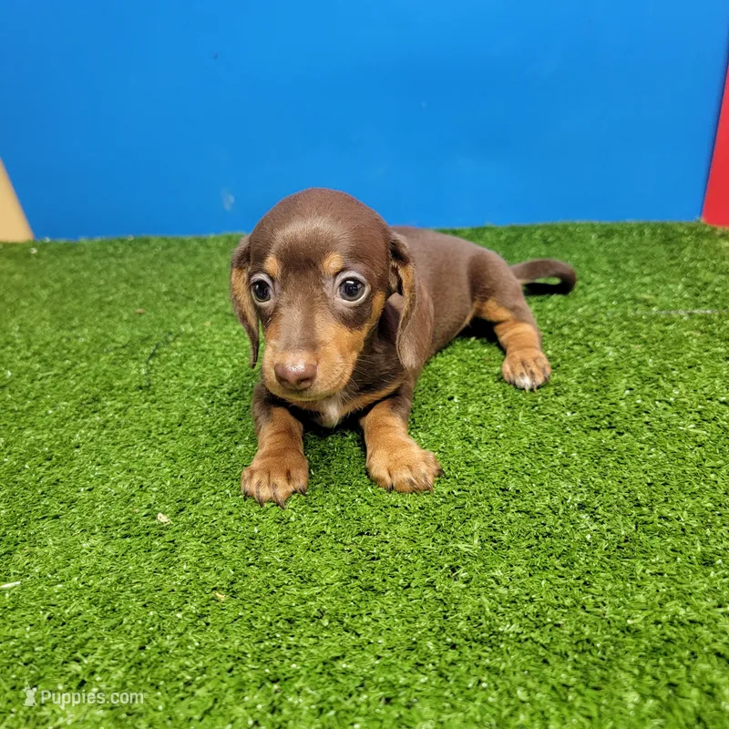 Chocolate and tan female  – Miniature Dachshund puppy for sale in Walnut Grove, MS