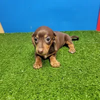 Chocolate and tan female , a female Miniature Dachshund for sale in Walnut Grove, MS – 1 of 8