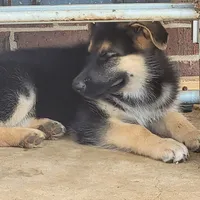 Black-and-tan smooth coat male 1, a male German Shepherd Dog for sale in Walnut Grove, MS – 4 of 8
