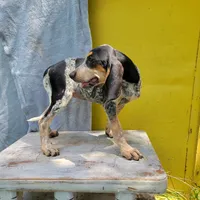 Female 1, a female Bluetick Coonhound for sale in Walnut Grove, MS – 2 of 5