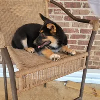 Black-and-tan smooth coat male 2, a male German Shepherd Dog for sale in Walnut Grove, MS – 4 of 10