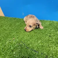 Brown male 2, a male Miniature Dachshund for sale in Walnut Grove, MS – 6 of 6