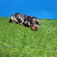 Silver Dapple male 1, a male Miniature Dachshund for sale in Walnut Grove, MS – 2 of 9