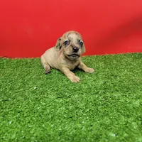 Brown female , a female Miniature Dachshund for sale in Walnut Grove, MS – 6 of 6