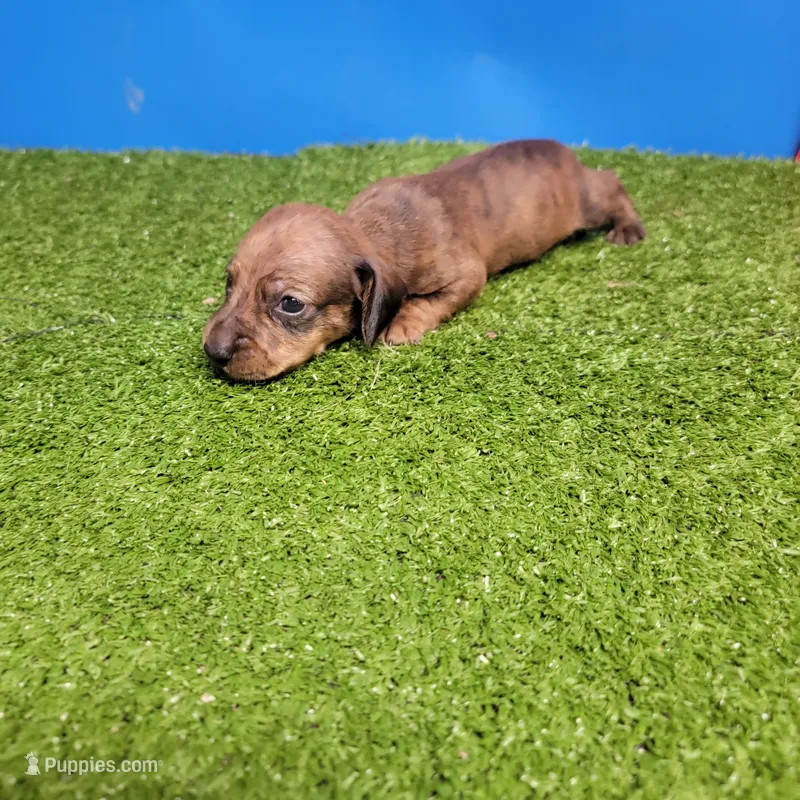 Brown male 1 – Miniature Dachshund puppy for sale in Walnut Grove, MS