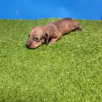 Brown male 1, a male Miniature Dachshund for sale in Walnut Grove, MS – 1 of 7