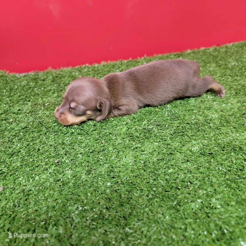 Chocolate and tan female  – Miniature Dachshund puppy for sale in Walnut Grove, MS