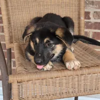 Black-and-tan smooth coat female , a female German Shepherd Dog for sale in Walnut Grove, MS – 2 of 10