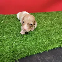 White and tan female , a male Miniature Dachshund for sale in Walnut Grove, MS – 7 of 9