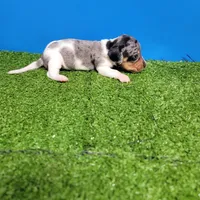 Silver dapple and white male , a male Miniature Dachshund for sale in Walnut Grove, MS – 7 of 9