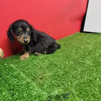 Black-and-tan longhair , a female Miniature Dachshund for sale in Walnut Grove, MS – 3 of 6