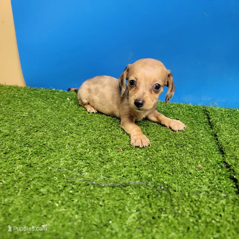 Brown male 1 – Miniature Dachshund puppy for sale in Walnut Grove, MS