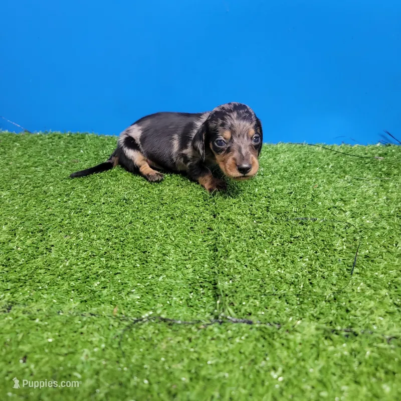 Silver dapple male 2 – Miniature Dachshund puppy for sale in Walnut Grove, MS