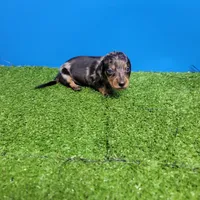 Silver dapple male 2, a male Miniature Dachshund for sale in Walnut Grove, MS – 1 of 7