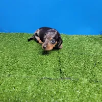 Silver dapple male 2, a male Miniature Dachshund for sale in Walnut Grove, MS – 3 of 7