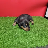 Black and tan female 1, a female Miniature Dachshund for sale in Walnut Grove, MS – 8 of 8