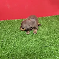 Chocolate and tan female (Dark Chocolate), a female Miniature Dachshund for sale in Walnut Grove, MS – 6 of 6