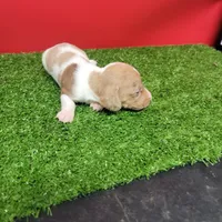 White and tan female , a male Miniature Dachshund for sale in Walnut Grove, MS – 6 of 9