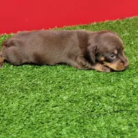 Chocolate and tan female (Dark Chocolate), a female Miniature Dachshund for sale in Walnut Grove, MS – 3 of 6