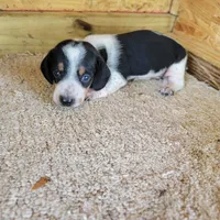 Black and white male , a male Miniature Dachshund for sale in Walnut Grove, MS – 6 of 7
