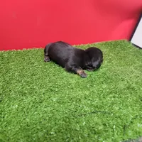 Black-and-tan longhair female , a female Miniature Dachshund for sale in Walnut Grove, MS – 7 of 7