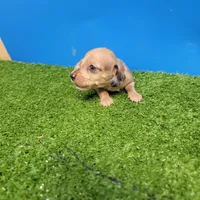 Brown male 2, a male Miniature Dachshund for sale in Walnut Grove, MS – 4 of 6