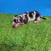Silver Dapple male 1, a male Miniature Dachshund for sale in Walnut Grove, MS – 7 of 9
