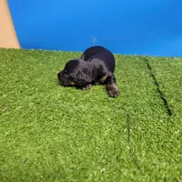 Black and tan male 1, a male Miniature Dachshund for sale in Walnut Grove, MS – 7 of 7