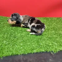 Silver dapple female 1, a female Miniature Dachshund for sale in Walnut Grove, MS – 5 of 7
