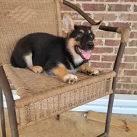 Black-and-tan smooth coat male 2, a male German Shepherd Dog for sale in Walnut Grove, MS – 5 of 10