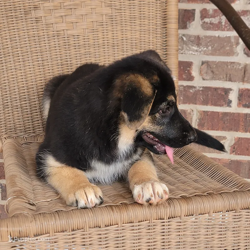 Black-and-tan smooth coat female  – German Shepherd Dog puppy for sale in Walnut Grove, MS