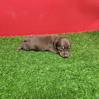 Chocolate and tan female (Dark Chocolate), a female Miniature Dachshund for sale in Walnut Grove, MS – 2 of 6