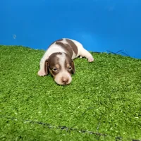 Chocolate and white male 2, a male Miniature Dachshund for sale in Walnut Grove, MS – 3 of 9